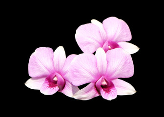 Group of three Pale pink dendrobium orchid flower isolated with clipping path