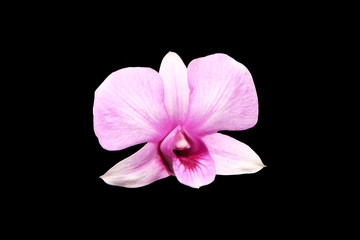 Pale pink dendrobium orchid flower isolated with clipping path