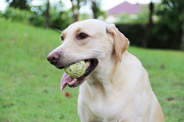 Labrador dog with tennis ball / White labrador dog with green tennis ball in her mouth
