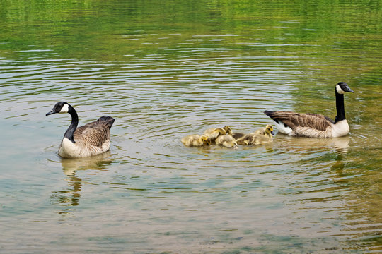 Swimming Canadian geese with goslings on the pond