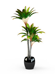 Fototapeta na wymiar Big dracaena palm in a pot isolated on white background. 3D Rendering, 3D Illustration.
