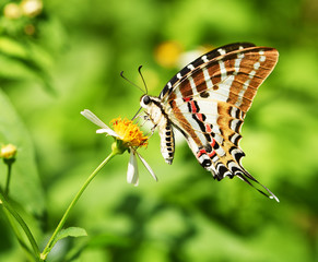Butterfly on yellow flower in the garden