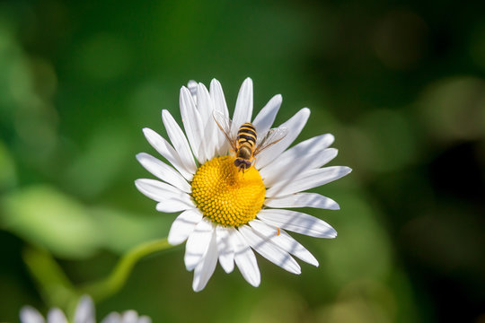 пчела сидит на ромашке