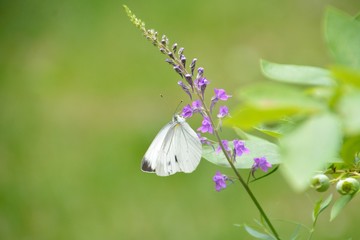 紫色の花にモンシロチョウ
