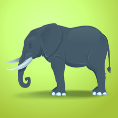Elephant vector illustration