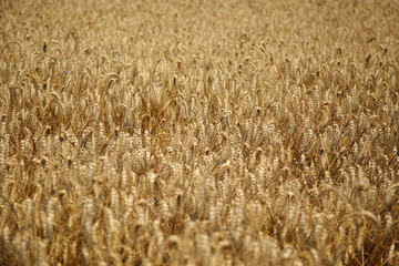 A ripe rye field background – Stock Image 