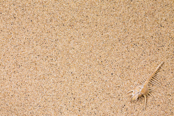 南国イメージ　背景素材