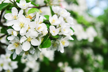 branches of blossoming tree