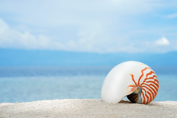 Marine conch of shelfish nautilus on the white sand tropical beach with turquise sea background