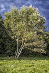 Espe - Zitterpappel