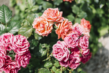 Fedi nuziali su fiori