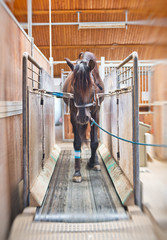 Horse walking on treadmill in stall