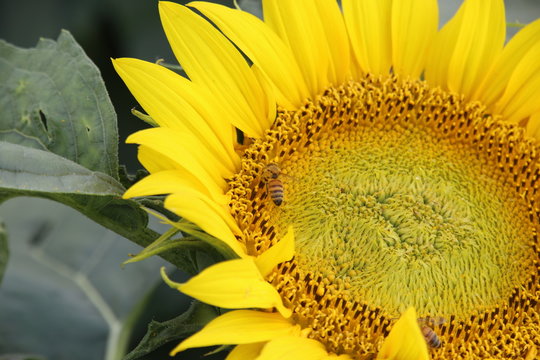 ヒマワリとミツバチ ( Sunflower and honey bee ) / ヒマワリとミツバチを撮影しました