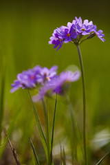 Mehlige Schl&uuml;sselblume, Mehlprimel, Primula farinosa