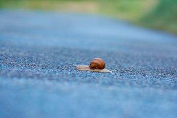 Snail crawling on asphalt surface