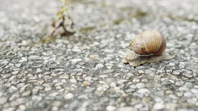Weinbergschnecke kriecht auf einer Terrasse entlang.