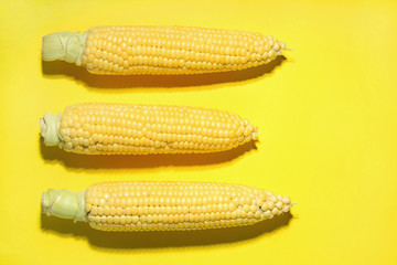 fresh corn on a yellow background