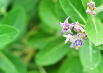 calotropis
