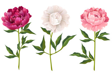 Obraz premium Peonies Realistic Set