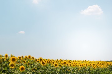 Blooming sunflower field sky and clouds