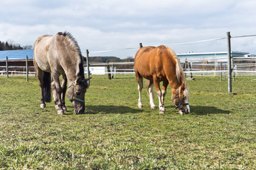 Horses grazing in a paddock at a stud