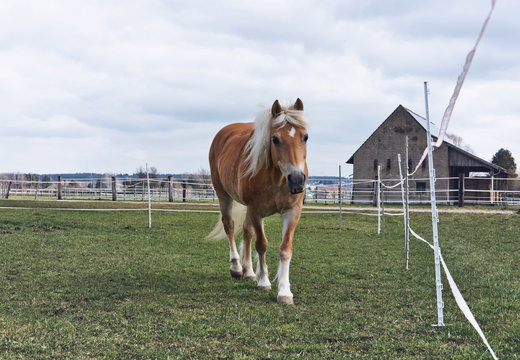 Pretty young chestnut horse on a stud farm