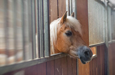 Pretty chestnut pony looking out of its stall