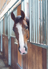 Curious horse with a white blaze in a stable