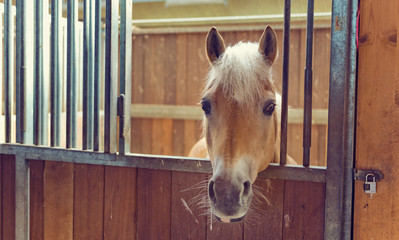Curious young chestnut horse