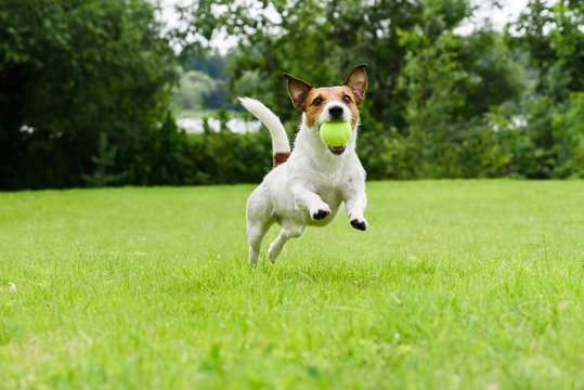 Dog running with tennis ball in mouth on camera
