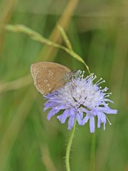 Brauner Waldvogel (Aphantopus hyperantus) auf Skabiose
