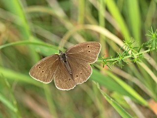 Brauner Waldvogel (Aphantopus hyperantus) auf Labkraut
