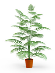 Palm tree isolated on white background. 3D Rendering, 3D Illustration.