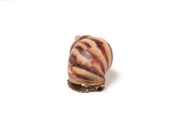 Snail isolated on white background.