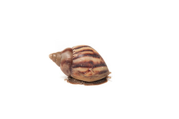 Snail isolated on white background.