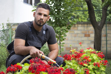 man watering geraniumus