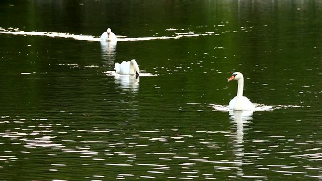swan in chiangmai Thailand