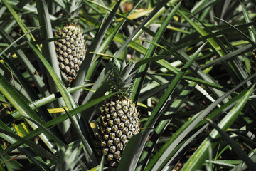 fresh pineapple growing up in garden