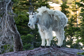 Adult Mountain Goat Stands on top of Rock