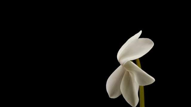 Beautiful time lapse of a flower opening up.