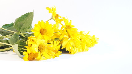 
Желтые цветы на белом фоне