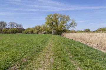 Unterwegs zwischen Vogelschutzgebiet NSG Garstadt und der Mainebne bei Hirschfeld und Heidenfeld im Landkreis Schweinfurt, Unterfranken, Bayern, Deutschland