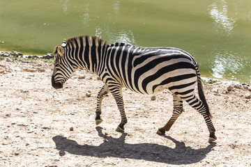 Fototapeta na wymiar Zebra is on the shore of the river in Africa
