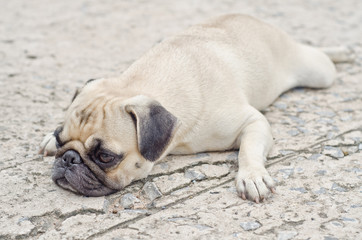 Cute pug lying,dog very sadd
