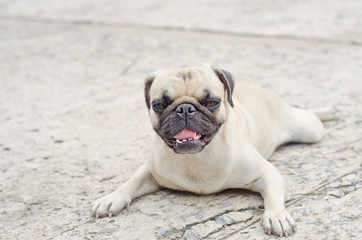 Sad dog waiting.Very sad dog. Sad border Terrier. Clever dog. The dog is sick and misses his owner. Terrier needs trimming.