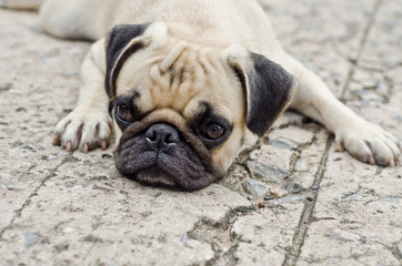 Cute pug lying,dog very sadd