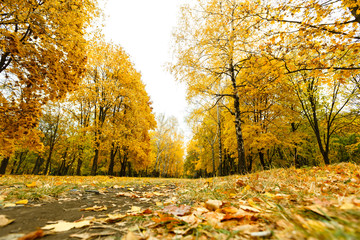 Road with yellow leaves in autumn park