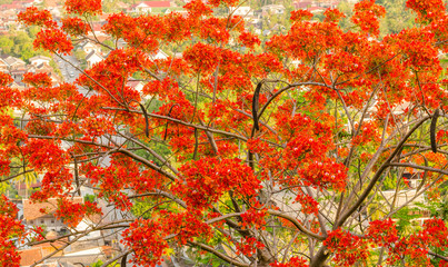 flame tree flower