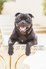 Happy, smiling staffordshire bull terrier dog lying with his paws forward and hanging over the edge of a white, cream, stone bench outside in the sunshine.