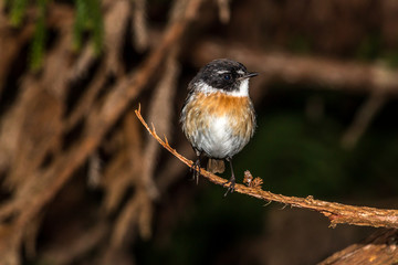 Tec-Tec
Tarier de la Réunion
